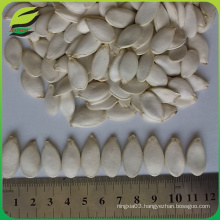 2016 new crop snow white pumpkin seed in shell